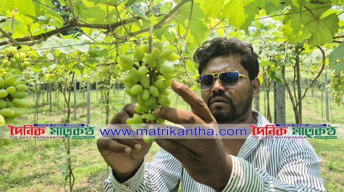 ২০৪ জাতের আঙুর বাগান করে সারা ফেলেছেন তরুণ উদ্যোক্তা ফারদিন